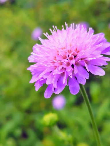 Fleur rose pâle avec de nombreuses pétales, sur fond de verdure.